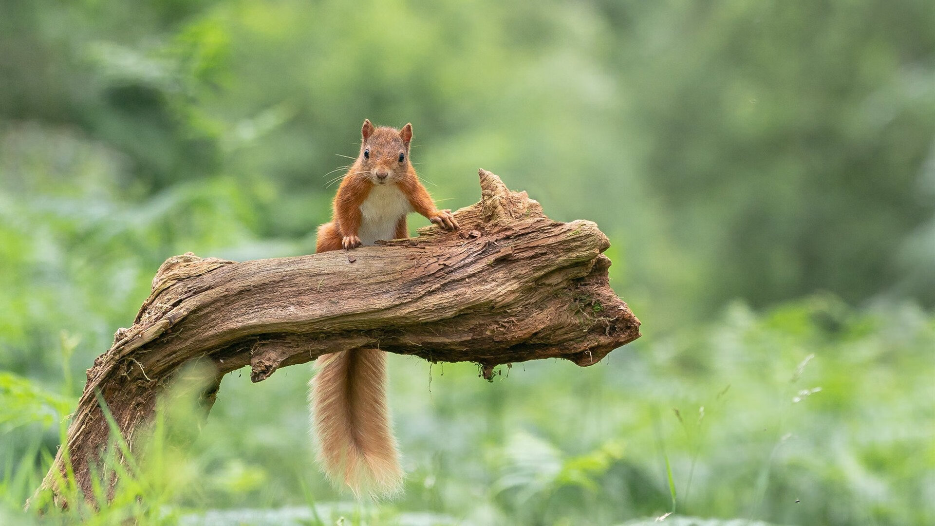 运动训练数据可视化平台设计与评估研究,运动数据监测