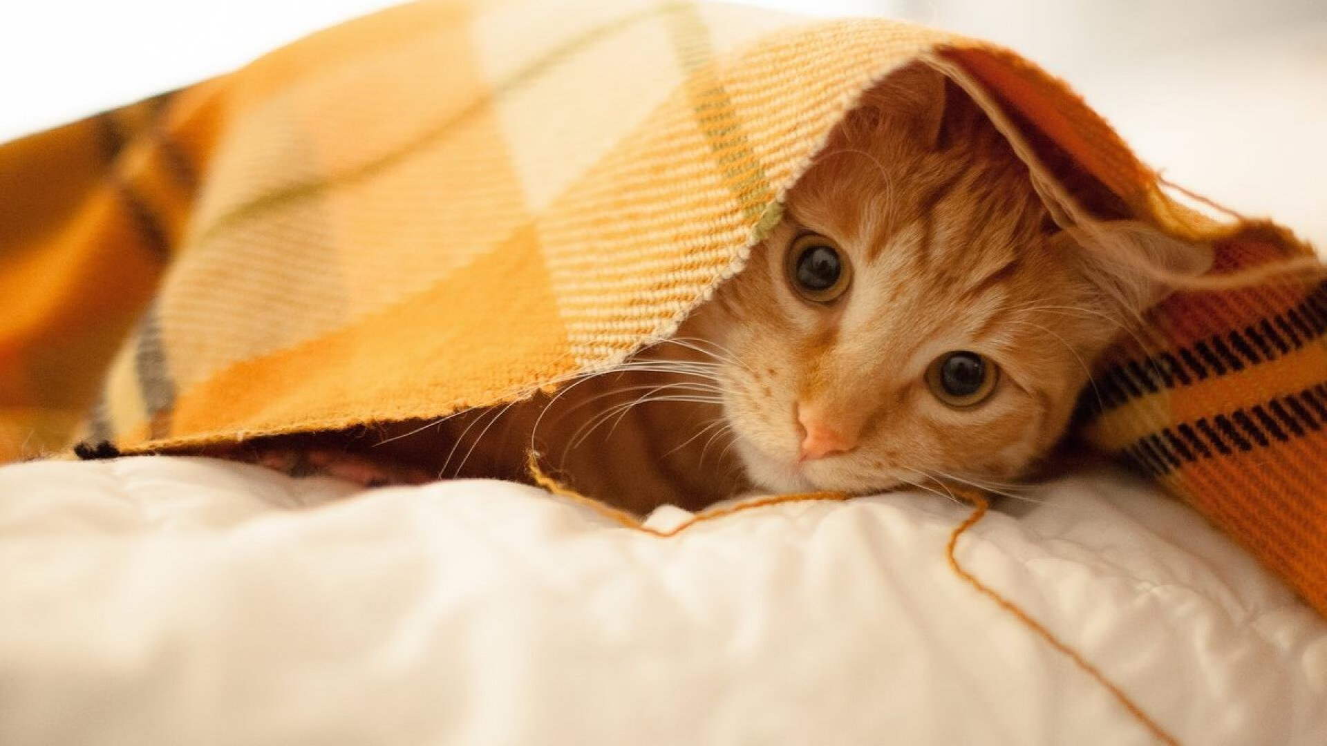 爱游戏中国官方登录入口网站-世界登山大会召开 探讨高海拔极限挑战，国际登山比赛