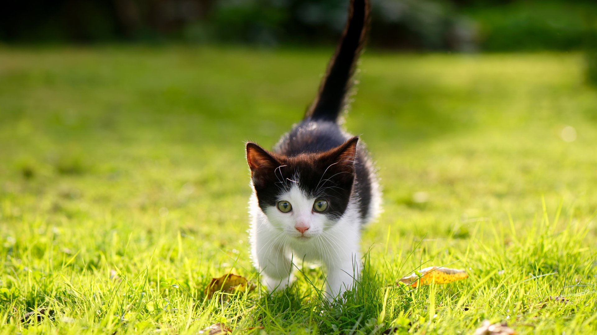 瑞典队在2024年混合团体世界杯中的坚持与突破，瑞典世界杯赛程