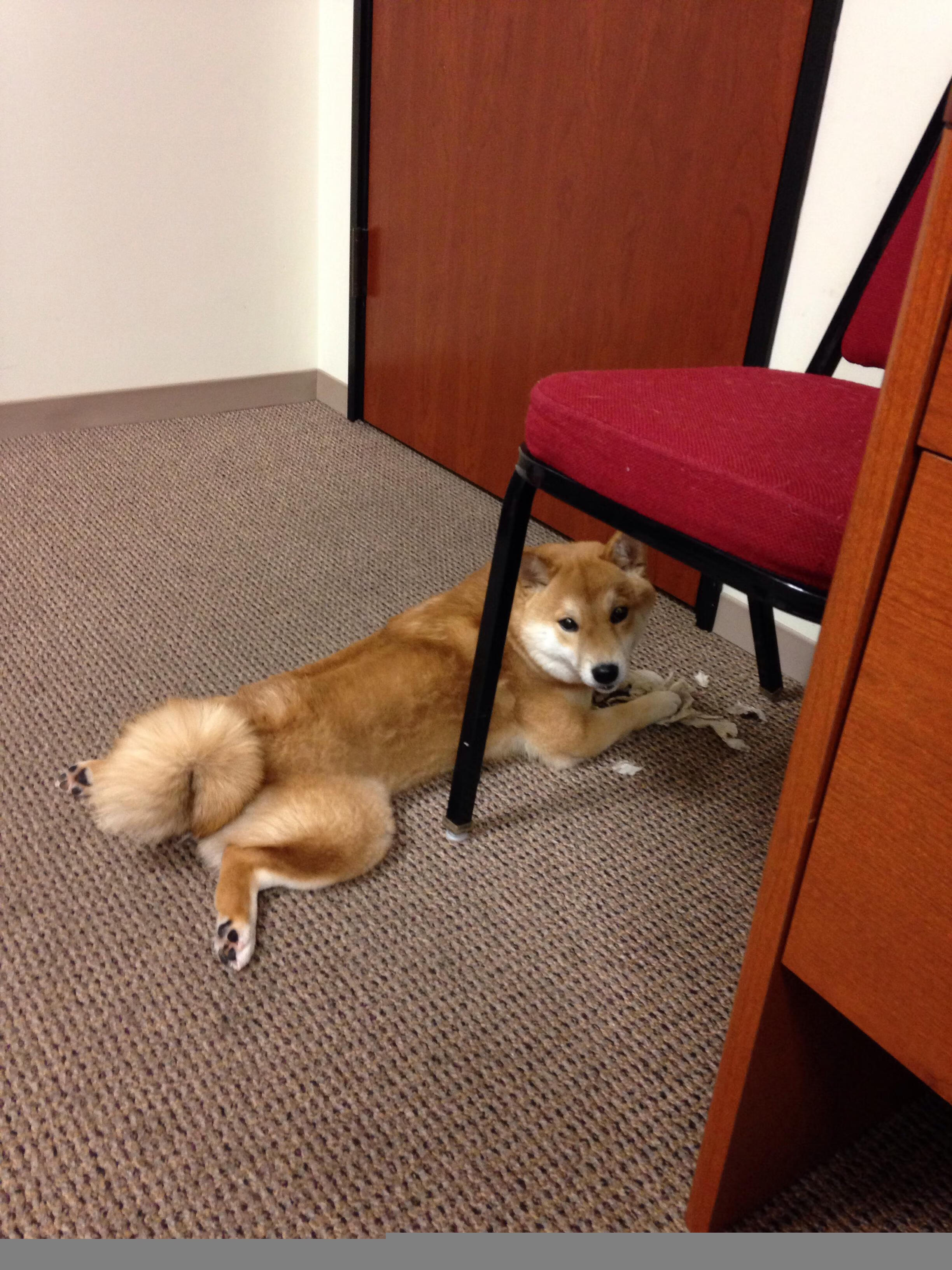 解析埃及赛制：如何为国际赛事培养更多人才，埃及选手