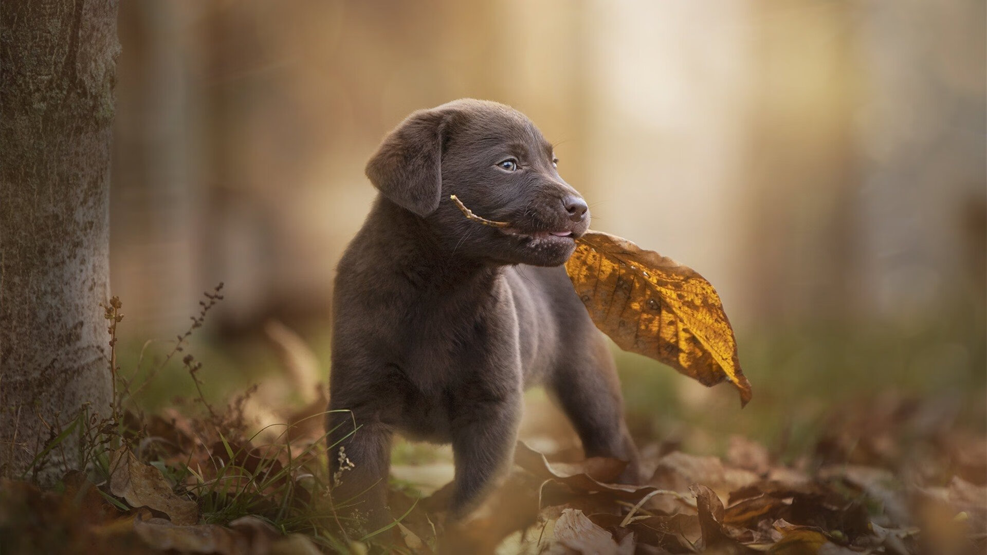 欧洲杯战局变幻：阵型调整，奇迹不断！，欧洲杯迎来结局