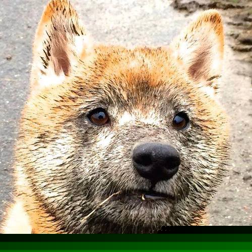 澳大利亚袋鼠队的全场压制与节奏掌控，最终打败对手，袋鼠 澳大利亚