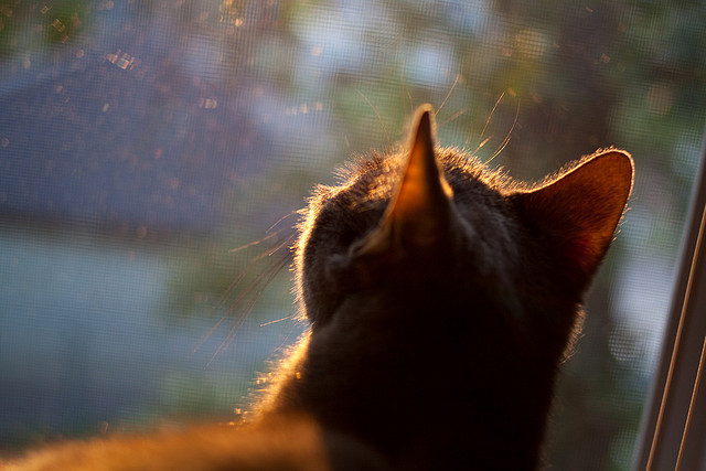 覃海洋蛙泳决赛再刷存在感，覃海洋游泳